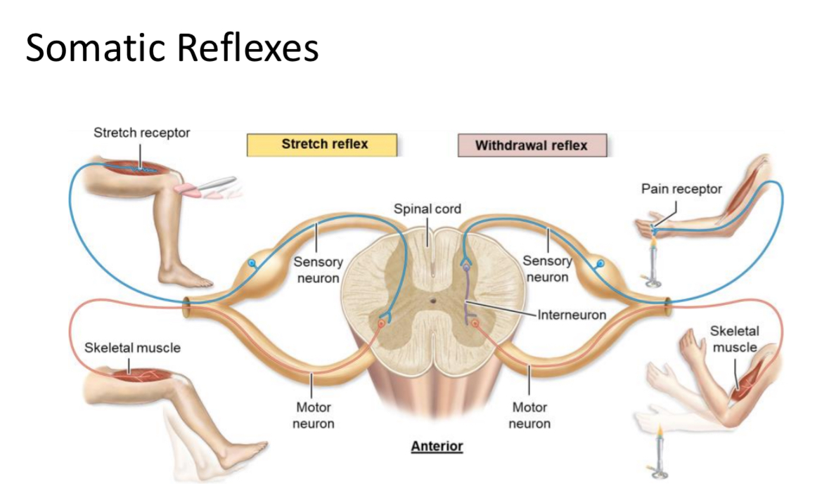 <p>Reflex</p>