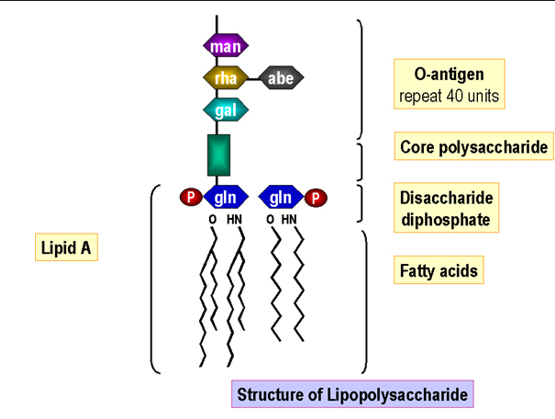 <p>bacterial endotoxin structure</p>