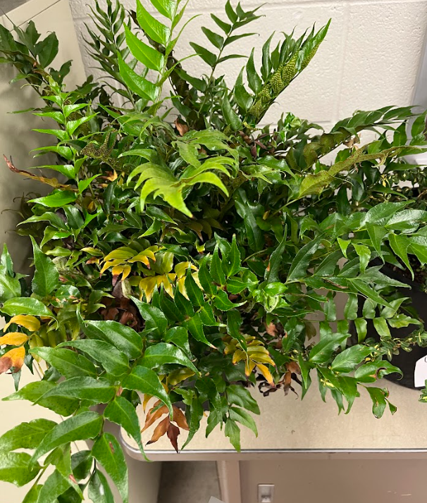 <ul><li><p>somewhat serrated margin</p></li><li><p>new growth is heavily pubescents</p></li><li><p>spores on back of leaves</p></li></ul><p></p>