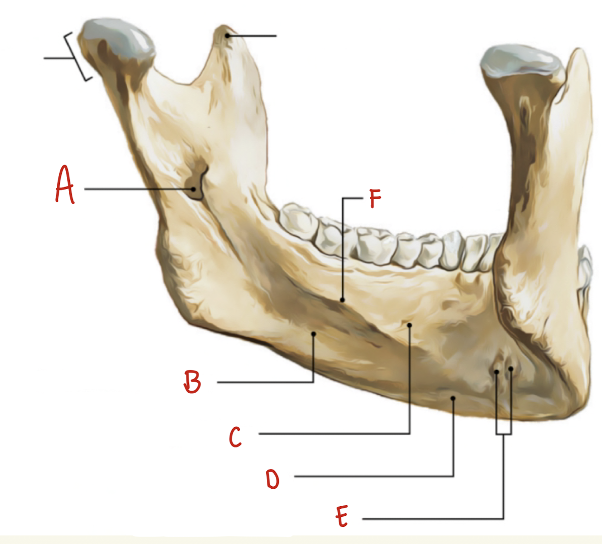 <p>Name the part of the posterior mandible labeled C</p>