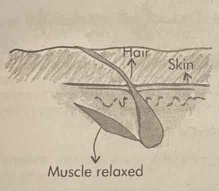 <p>Relaxation of hair erector muscles</p>