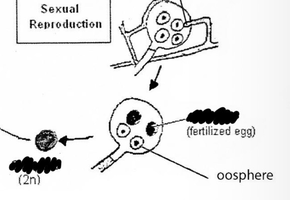 <p>What developes after the combining of the oosphere and the fertilization tubes? </p>