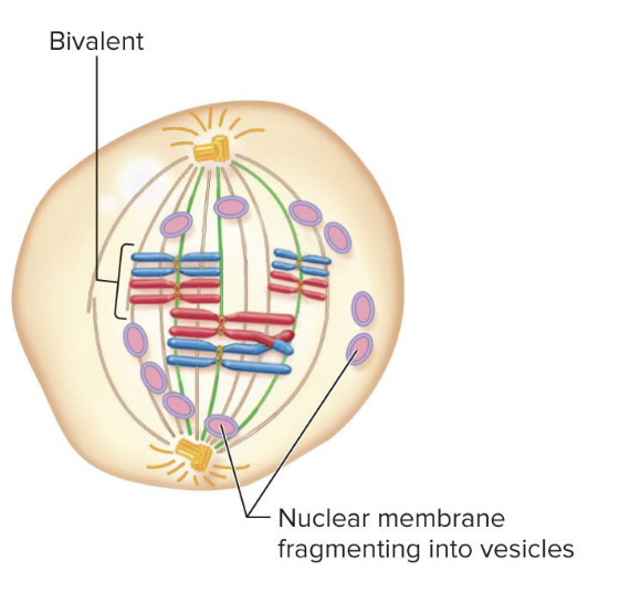 <p>What phase is the spindle apparatus complete, and the chromatids are attached via kinetochore microtubules?</p>