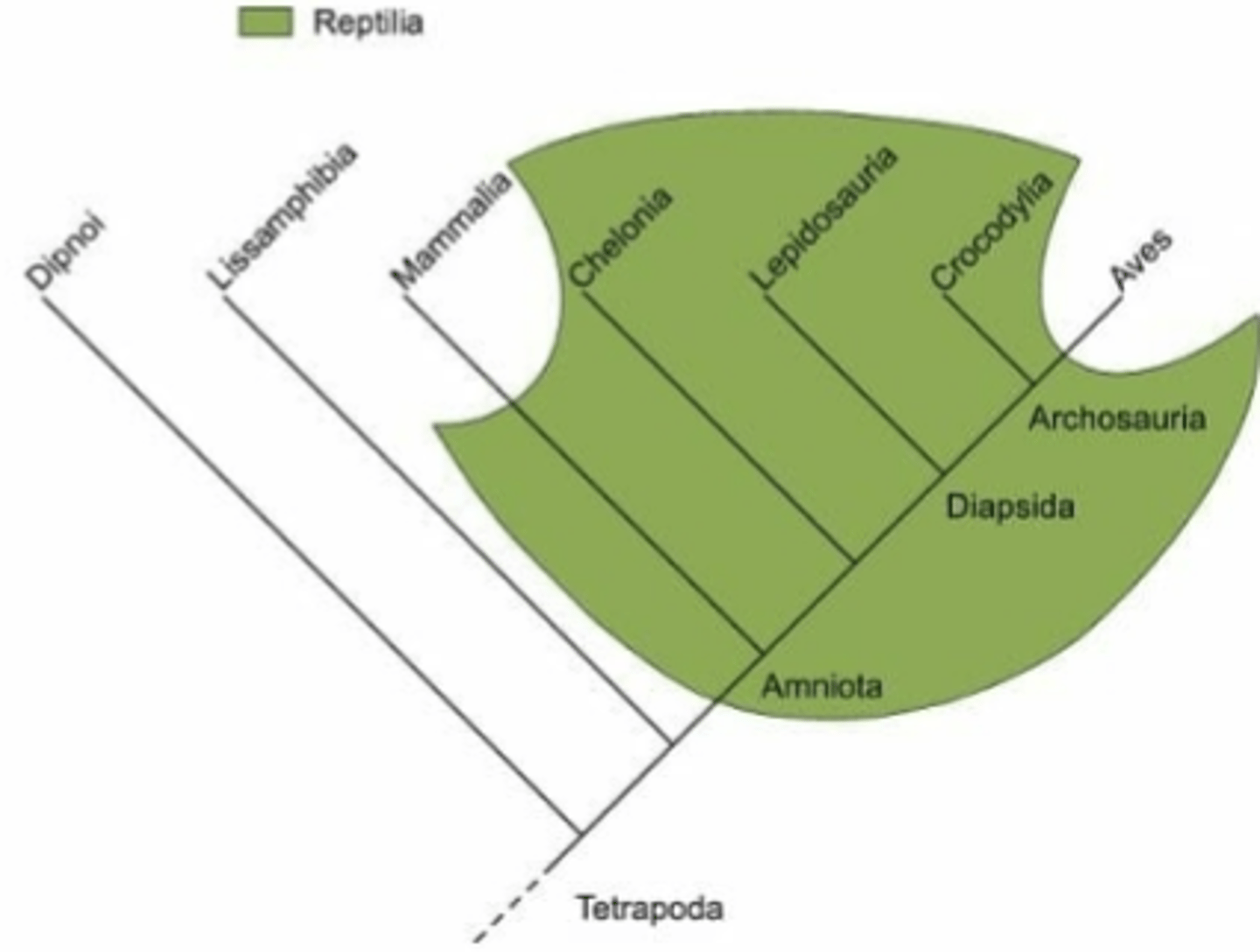 <p>Pertaining to a group of taxa that consists of a common ancestor and some, but not all, of its descendants.</p>