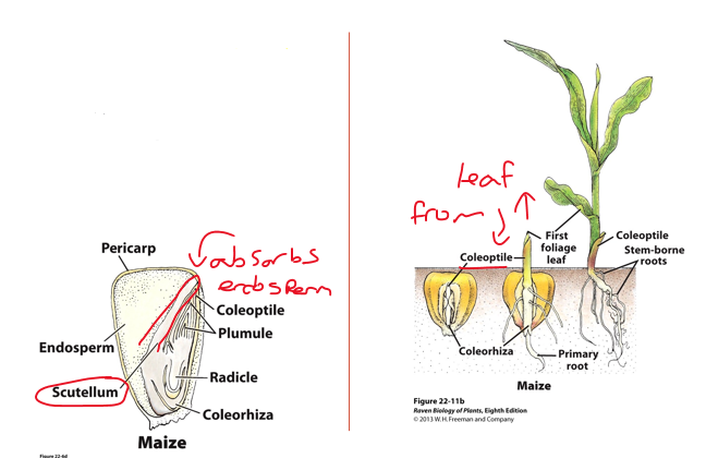 <ul><li><p>cotyledon is called a [<span style="color: rgb(255, 26, 26);"><strong>scutellum</strong></span>]</p></li><li><p>highly differentiated embryo</p></li><li><p>[<span style="color: rgb(230, 100, 255);"><strong>coleorhiza</strong></span>]: protective covering for radicle, emerges first</p></li><li><p>[<span style="color: rgb(46, 199, 255);"><strong>coleoptile</strong></span>]: protective covering for plumule, elongates to soil surface</p></li><li><p>[<span style="color: rgb(255, 189, 46);"><strong>plumule</strong></span>]: young shoot, emerges</p></li></ul><p></p>