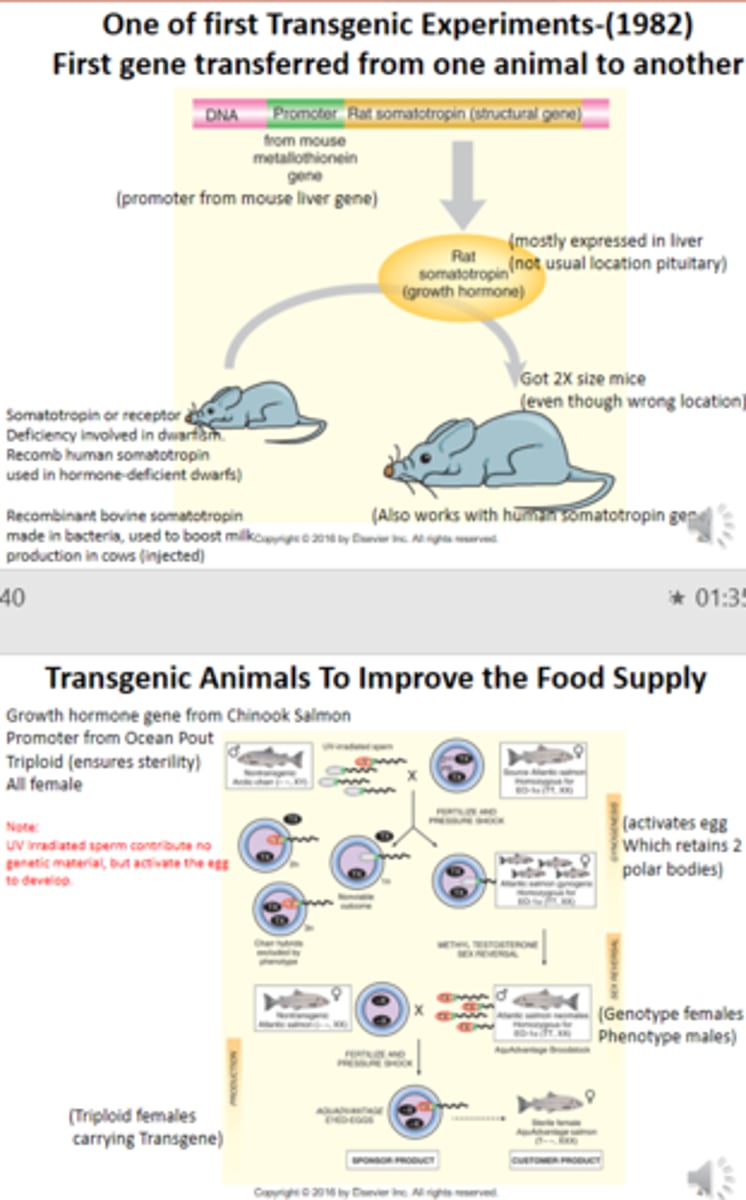 <p>False; "...gave larger size mice." and "...that grow faster decreasing time to market."</p>