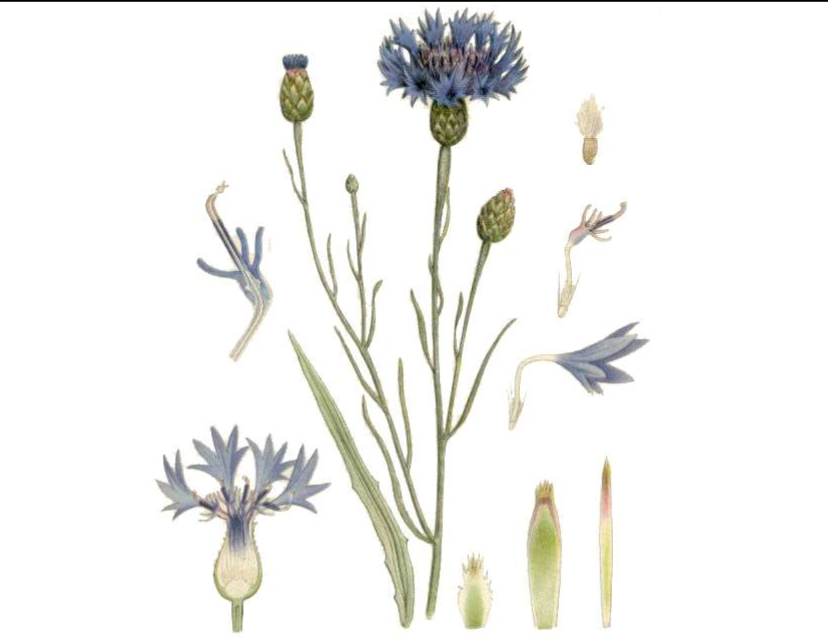 <p>Vanlig åkerogräs </p>