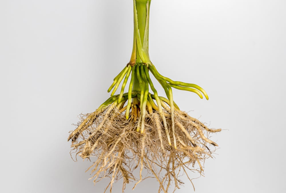 <p>on lateral and primary/tap root - absorb water and nutrients</p>