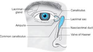<p>Upper dilated end of the nasolacrimal duct that collects tears from the lacrimal canals</p>