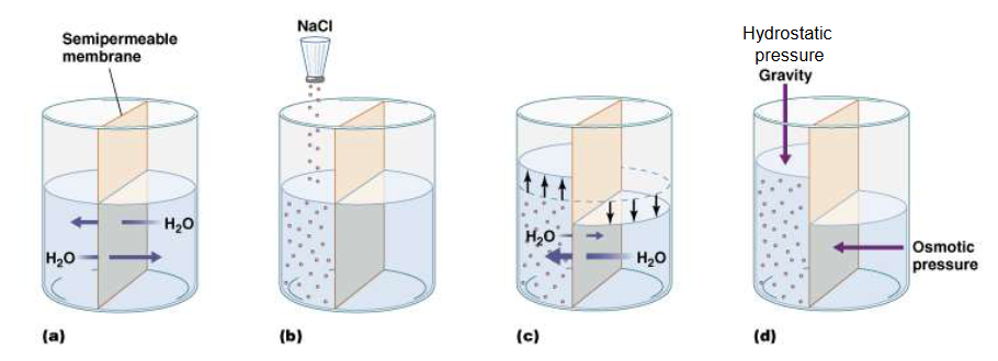 <p>the diffusion of water through a semipermeable membrane from a region of low solute concentration to a region of high solute concentration</p><p></p><p>Depends on the number of dissolved entitles in the solution, not on what those entities are</p>