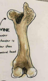 <p>has less prominent trochanters&nbsp;</p>