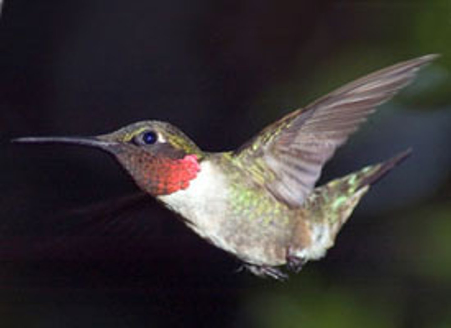 <p>Apodiformes</p>