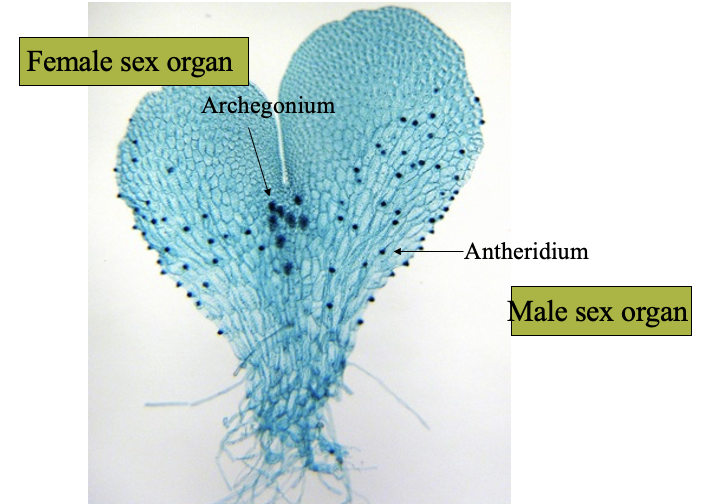 The antheridium and archegonium in the prothallus of a fern