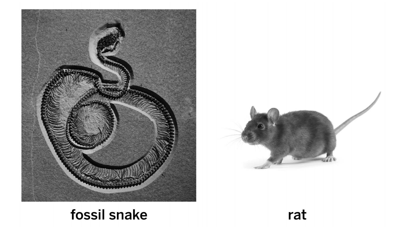 <p>The snake and mouse both inherited the mantle structure from a shared ancestor population</p>