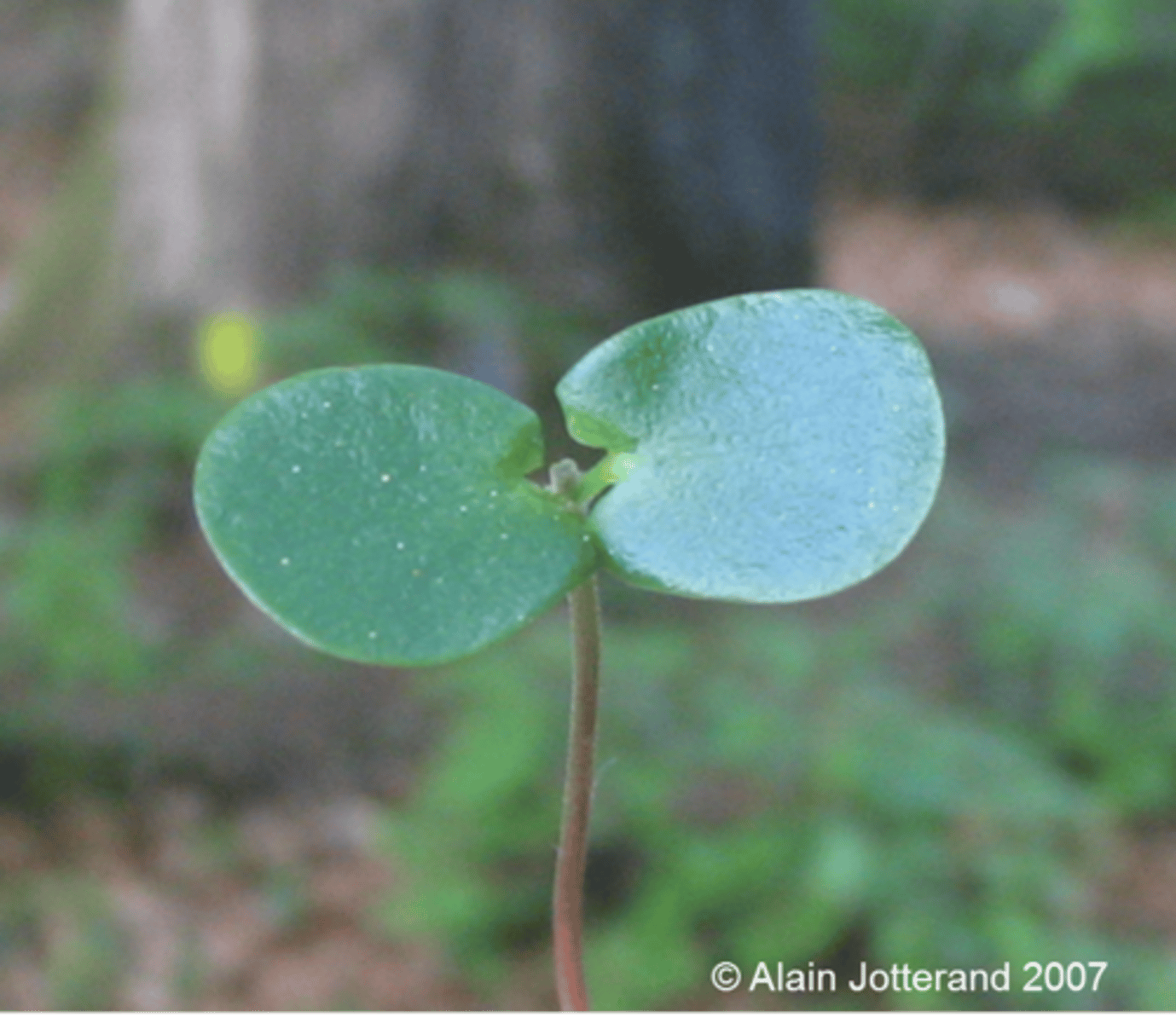 <p>first leaf or first pair of leaves produced by the embryo of a seed plant</p>