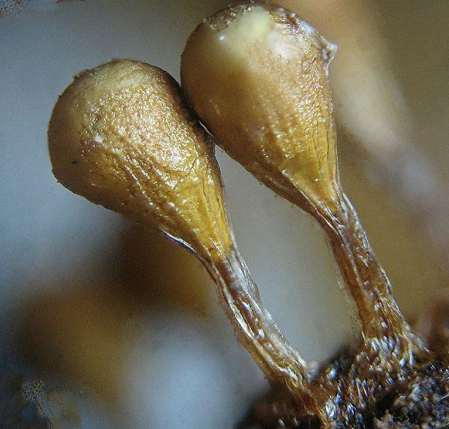 <p>several to many stalked or unstalked spore masses that are sepatrate but formed from a common plasmodium</p>