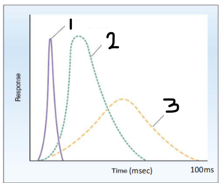<p><span>Temporal sequence of events in excitation-contraction coupling</span></p>