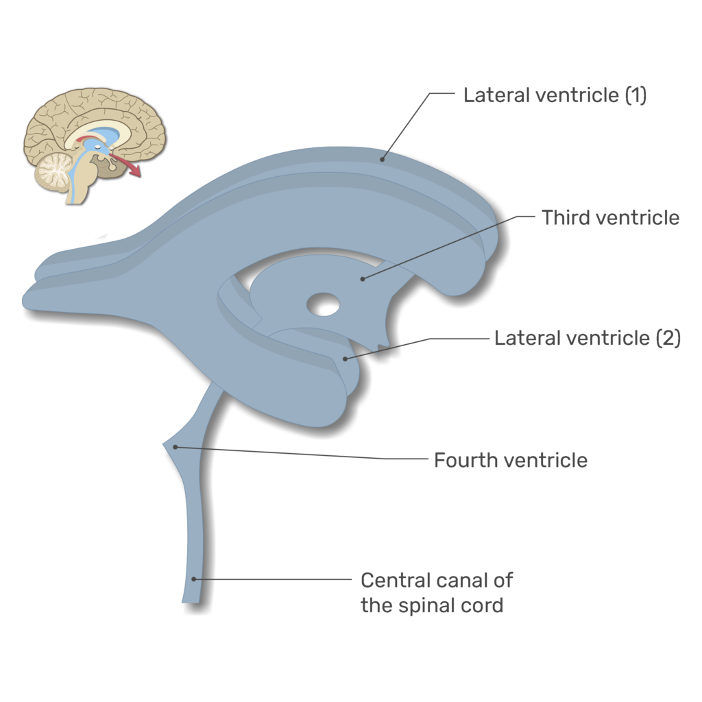 <p>Connected to Central Canal + Subarachnoid Space</p>