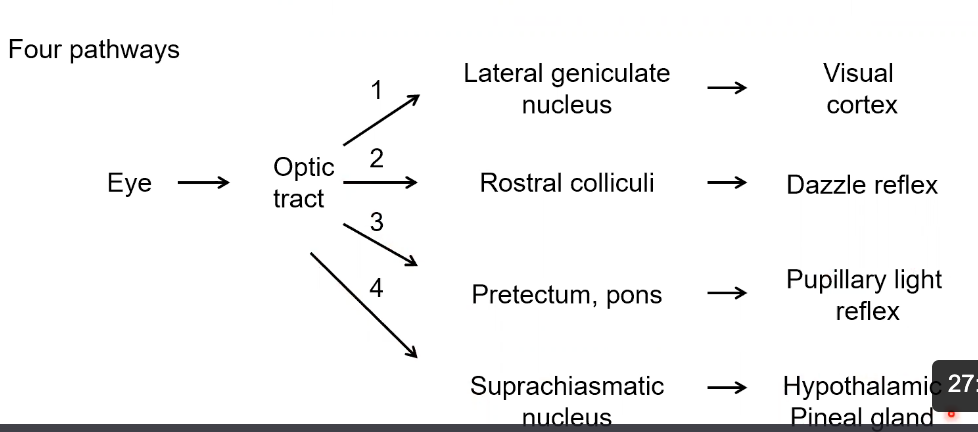 <p>Visual Field = 1</p><p>Blink/Head movements = 2</p><p>Pupillary Light reflex = 3</p><p>Control of rhythms = 4</p>