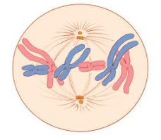 <p>What happens in metaphase</p>