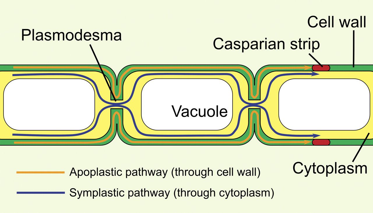 <p>Plasmodesmata specialized junctions </p>