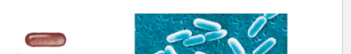 <p><span>cell that is cylindrical is termed a rod</span></p><ul><li><p><span>only divide across their short axis - - > fewer arrangements than cocci</span></p></li></ul><p></p>