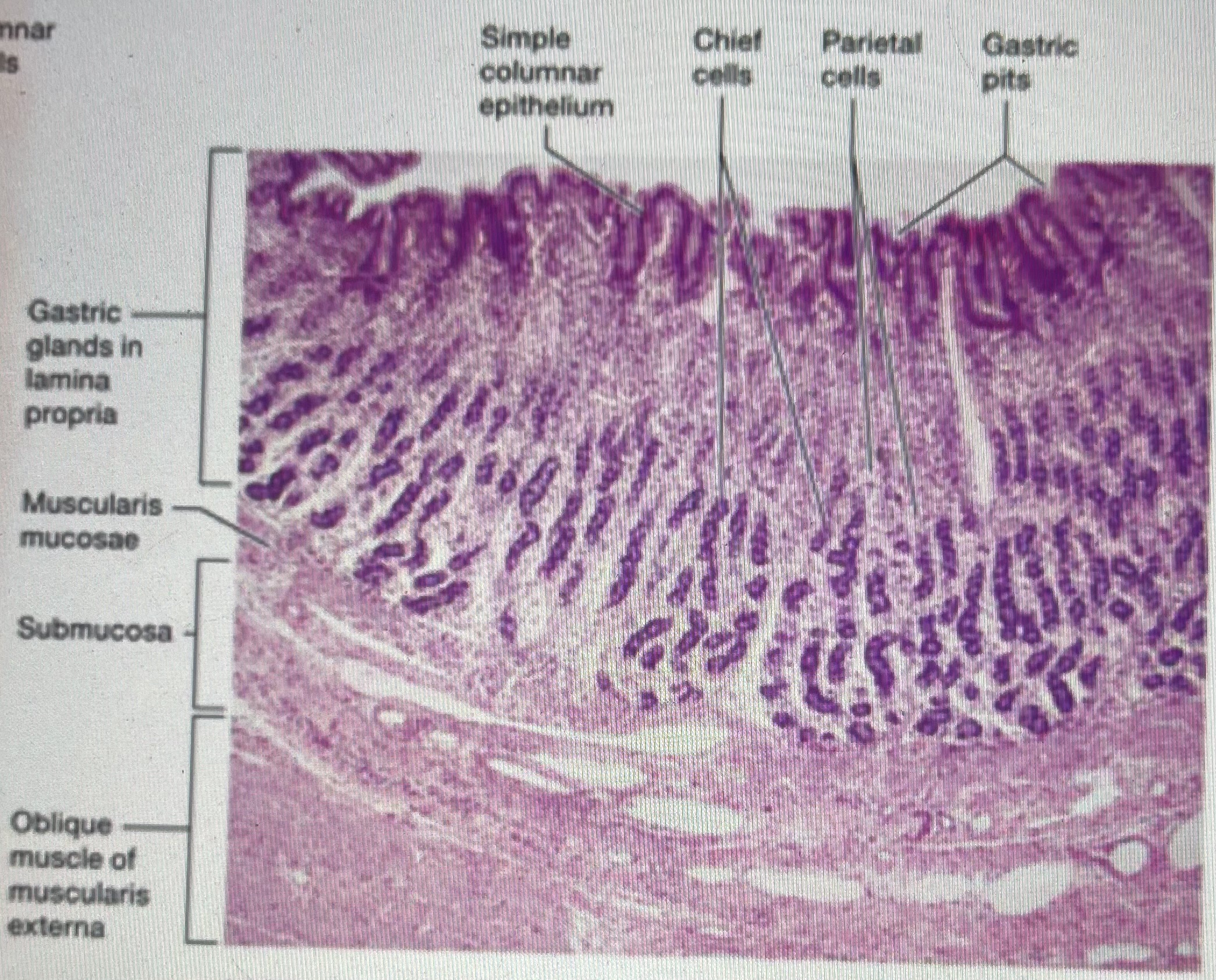 <p>gastric pits towards the top, glands towards the bottom; mucosa cells, parietal cells, chief cells, endocrine cells; <u>oblique muscle of muscularis externa</u></p>
