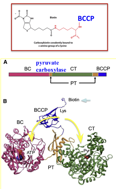 <ul><li><p>Pyruvate carboxylase is a complex enzyme (1154 amino acids) that has multiple domains</p></li><li><p>The two enzymatic domains are the biotin carboxylase (BC) and the carboxyl transferase (CT) domains→ the each have their own active site</p></li><li><p>The biotin carboxyl carrier domain (BCCP) has a biotin co-enzyme attached to a lysine residue</p></li><li><p>BCCP and biotin swing between the BC and CT active sites</p></li><li><p>PT is the protein tetramerization domain which is not part of catalysis</p></li></ul><p></p>