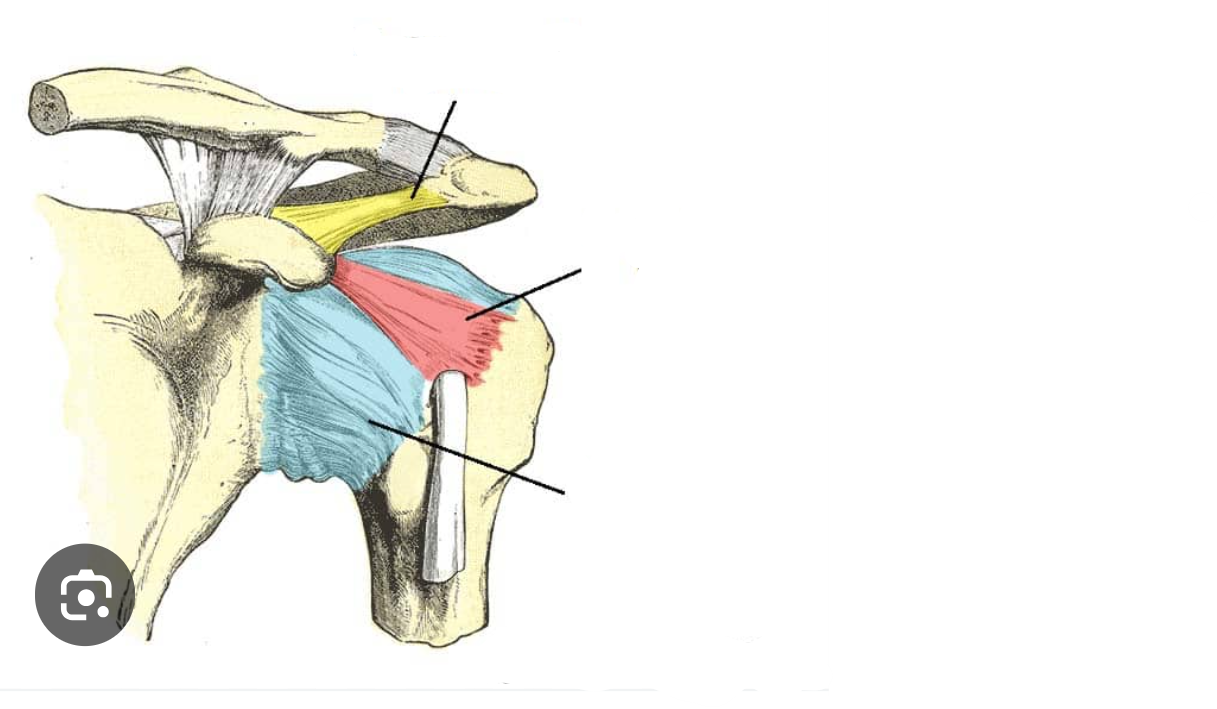 <p>(anterior view) (Green structure)</p>