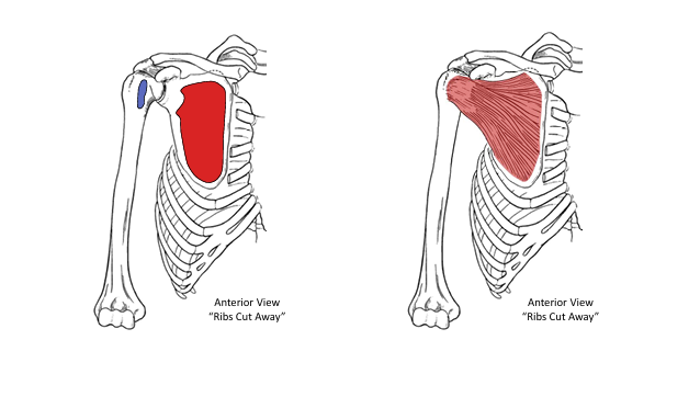 <p>What is the insertion for subscapularis?</p>