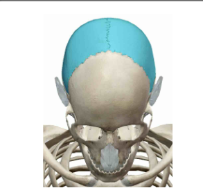 <p>What Cranial Bone? </p>