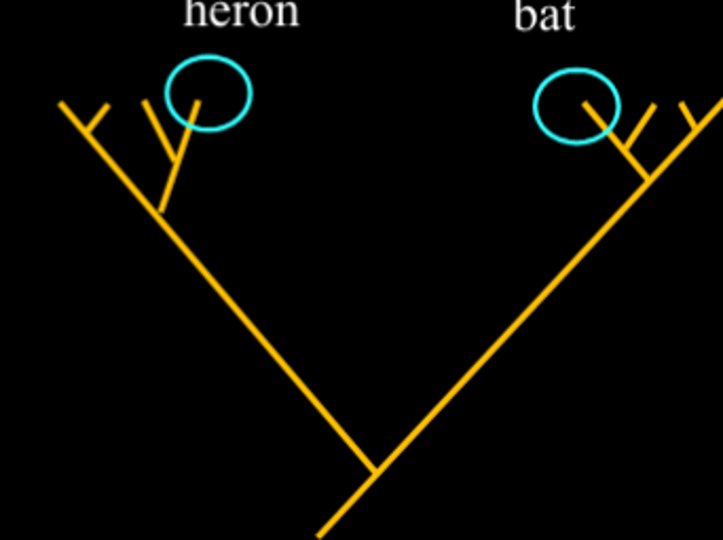 <p>pertaining to a group of taxa derived from two or more different ancestors</p>