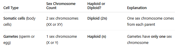 <p><span data-name="check_mark_button" data-type="emoji">✅</span> <strong>Yes, but only in gametes (sperm and egg cells).</strong><br><span data-name="cross_mark" data-type="emoji">❌</span> <strong>No, in body (somatic) cells.</strong></p><p><span data-name="dna" data-type="emoji">🧬</span> Example: </p><ul><li><p>A sperm cell might carry <strong>X</strong> or <strong>Y</strong></p></li><li><p>An egg cell always carries <strong>X</strong></p></li><li><p>After fertilization (X or Y + X), the resulting <strong>zygote is diploid</strong> and has <strong>2 sex chromosomes</strong></p></li></ul><p></p>