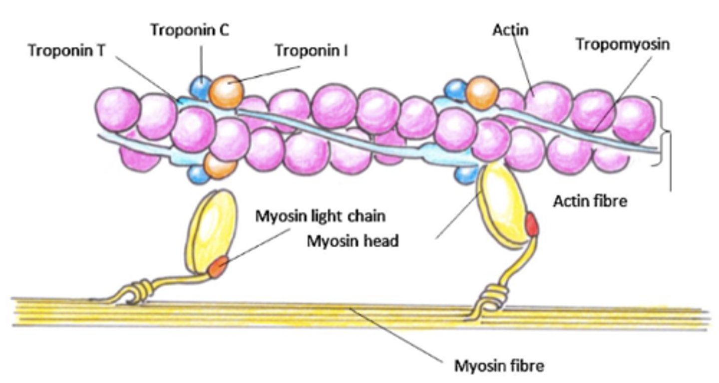 <p>protein in the heart muscle</p>