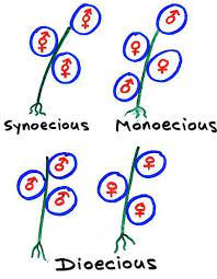 <p>Having male and female organs in the same flower or receptacle.</p>