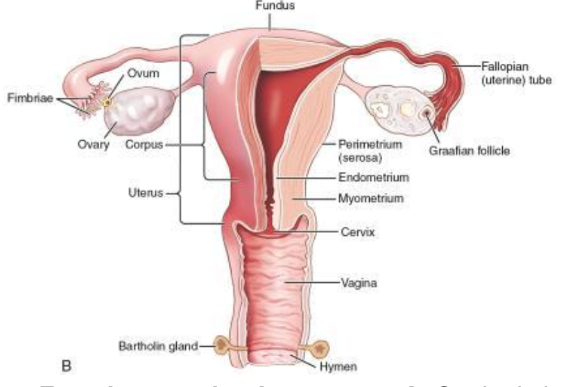 <p>finger-like projection @ the free end of the fallopian tube</p>