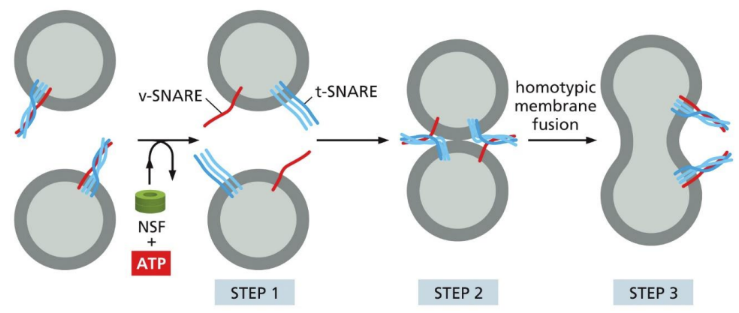 <ul><li><p class="Paragraph SCXW252988627 BCX0" style="text-align: left">Homotypic fusion = utilizes SNARE proteins (a t-SNARE and v-SNARE are required to force lipid bilayers closed and expel water)&nbsp;</p><ul><li><p class="Paragraph SCXW252988627 BCX0" style="text-align: left">SNARE = transmembrane proteins that catalyze membrane fusion reactions&nbsp;</p><ul><li><p class="Paragraph SCXW252988627 BCX0" style="text-align: left">v &amp; t- SNARES are wrapped together&nbsp;</p></li><li><p class="Paragraph SCXW252988627 BCX0" style="text-align: left">NSF protein (N-ethylmaleimide sensitive factor/fusion protein) prys v and t-SNARE&nbsp;apart&nbsp;</p></li><li><p class="Paragraph SCXW252988627 BCX0" style="text-align: left">v &amp; t-SNARE bind with other v and t-snare on a different vesicle&nbsp;</p></li><li><p class="Paragraph SCXW252988627 BCX0" style="text-align: left">They fuse/wrap together&nbsp;</p></li><li><p class="Paragraph SCXW252988627 BCX0" style="text-align: left">Repeated &nbsp;</p></li></ul></li></ul></li></ul><p></p>