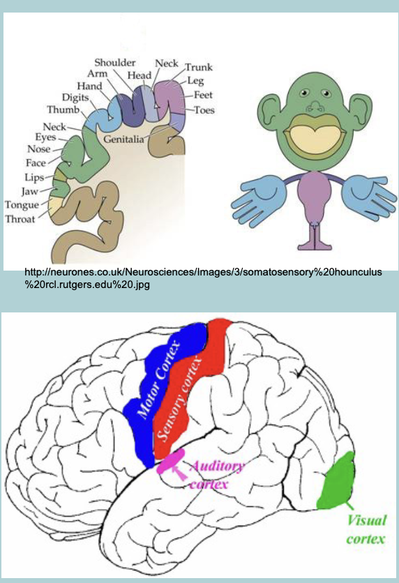 <p>Secondary cortex:</p><ul><li><p>Gets input from PRIMARY&nbsp;</p></li><li><p>Processes specific aspects of STIMULUS&nbsp;&nbsp;</p></li></ul><p></p>