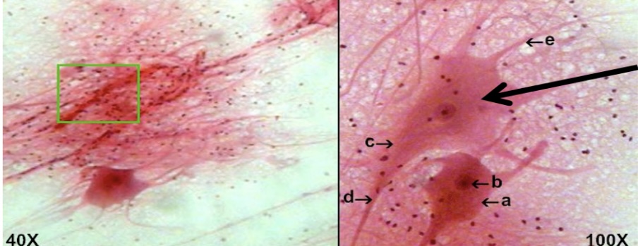 <p>neurons transmit electrical signals </p><p>located in brain spinal cord and nerves </p>