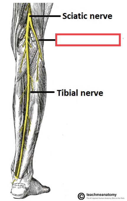 systemic nerve of the posterior leg that begins as part of the sciatic nerve