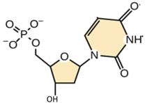 <p><span>In this molecule, the phosphate group is bound to the ___________ carbon.</span></p>