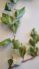 Physocarpus opulifolius