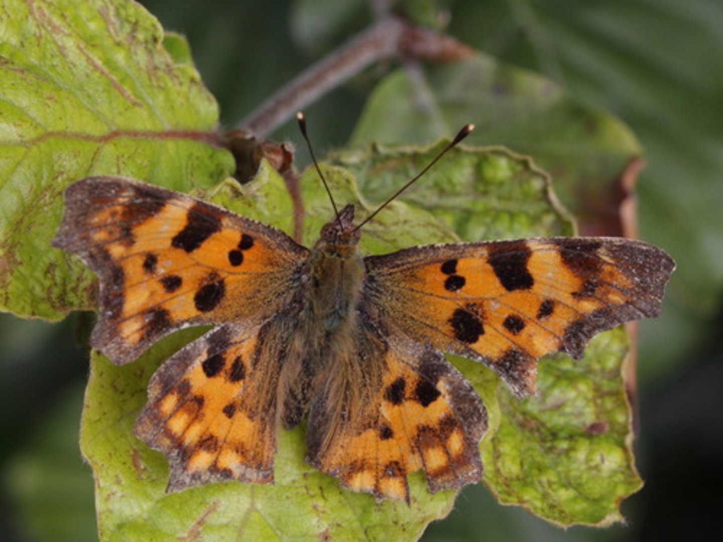 <p>reduced forelegs and only stand on 4 backlegs<br>forelegs have brush-like hairs<br>bright and patterned wings for camouflage among leaves</p>