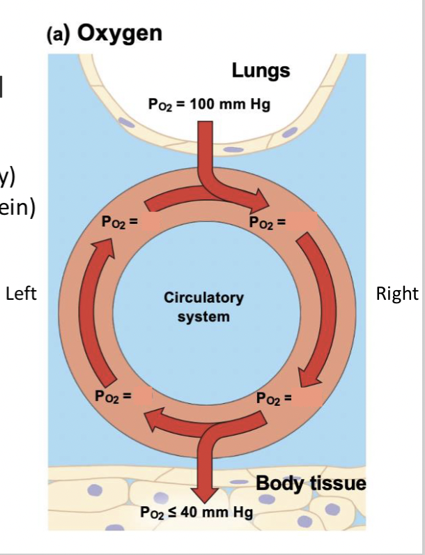 <p>For oxygen to diffuse into and out of the blood as expected, where would you find the lowest partial pressure of oxygen in the blood stream?</p>