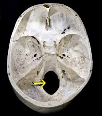 <ul><li><p>in the occipital lobe</p></li></ul><ul><li><p>where the spinal cord exits the skull</p></li></ul><p></p>