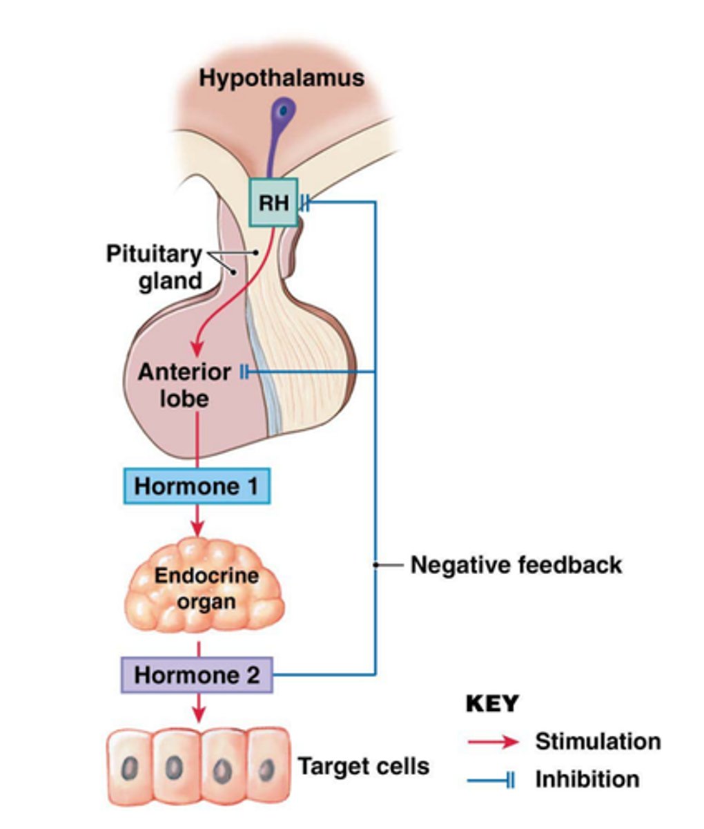 <p>- synthesized via Parvicellular neurons and travel via a portal system to the anterior pituitary -> stimulate production of pituitary trophic hormones</p><p>- posterior pituitary hormones are produced by magnocellular neurons in the hypothalamus -> travel to the posterior pituitary to be stored in nerve terminal vesicles</p>
