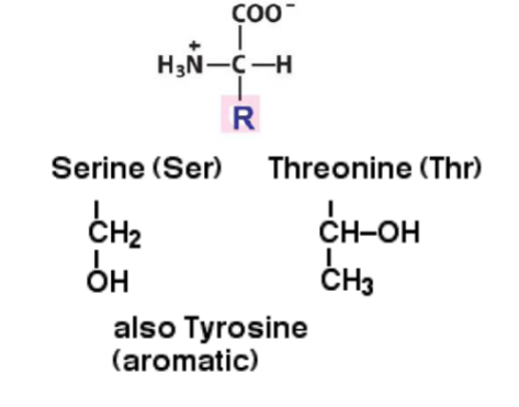 <p>Serine[SER] Threonine[THR]→ also Tyrosine b/c it has a hydroxyl even though it belongs in aromatic</p>