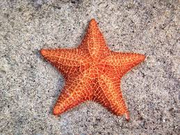 <p>sea stars </p>