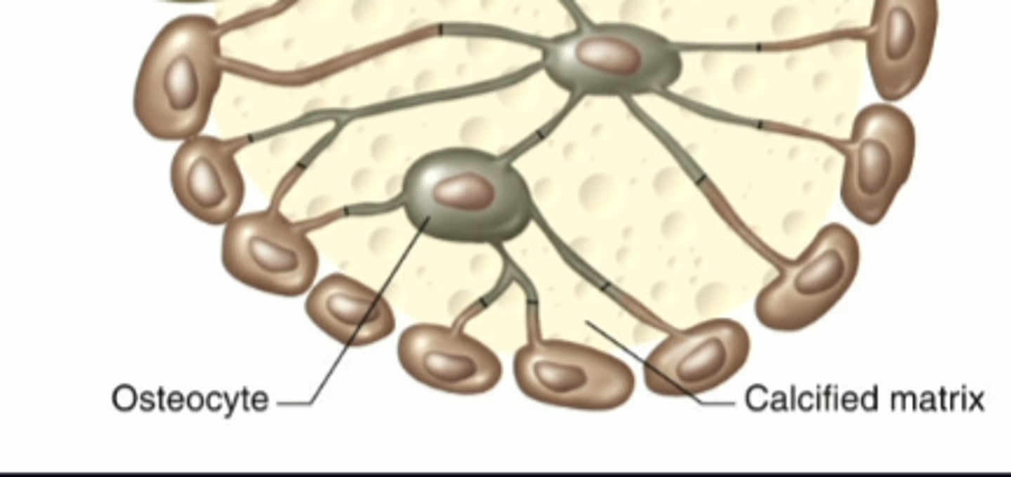 <p>bone cells, sense "pressure" and remodel bone </p>