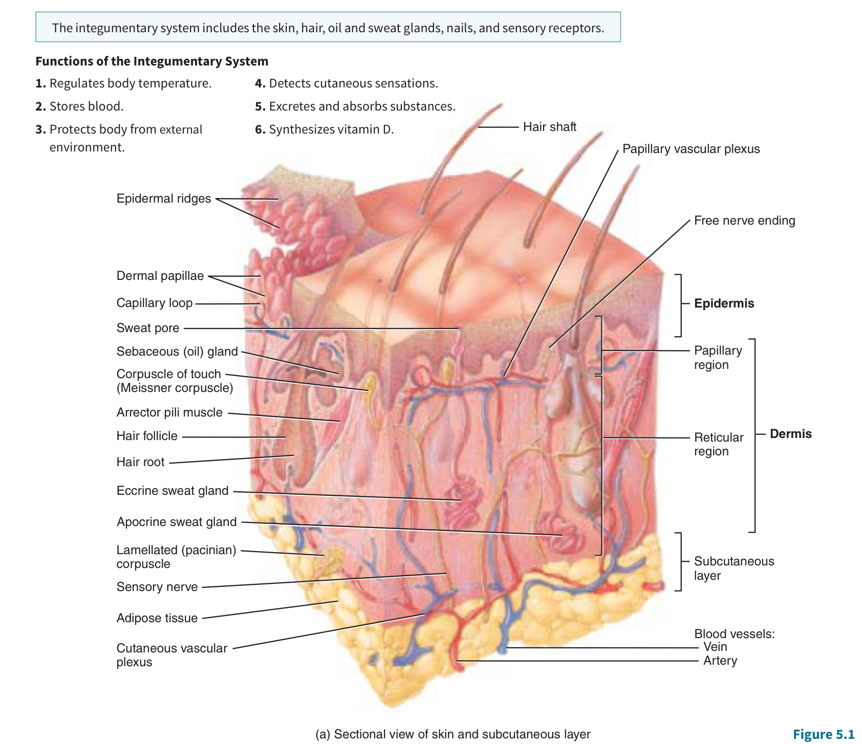 Chapter The Integumentary System Notes Knowt